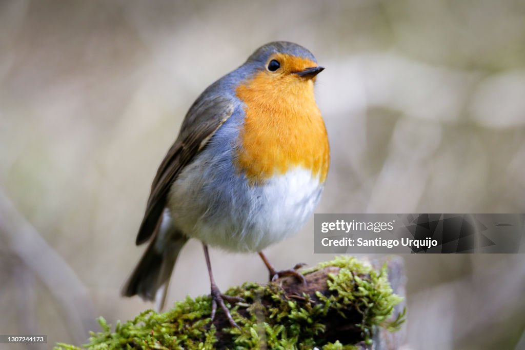 European Robin perched on moss
