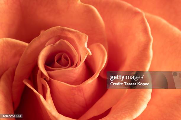 Coral Rose High-Res Stock Photo