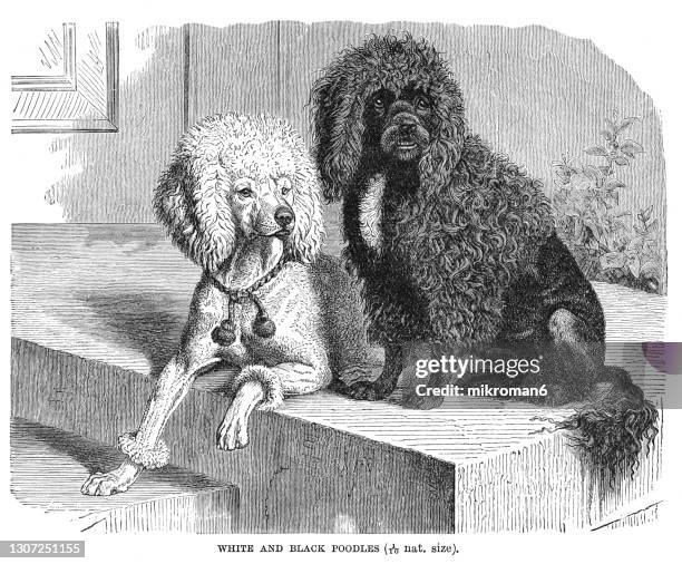 254 Poodle Art Stock Photos High Res Pictures And Images Getty Images 254-poodle-art-stock-photos-high-res-pictures-and-images-getty-images