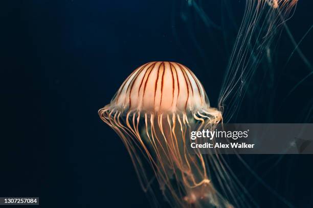 japanese sea nettle jellyfish - sea nettle jellyfish stockfoto's en -beelden