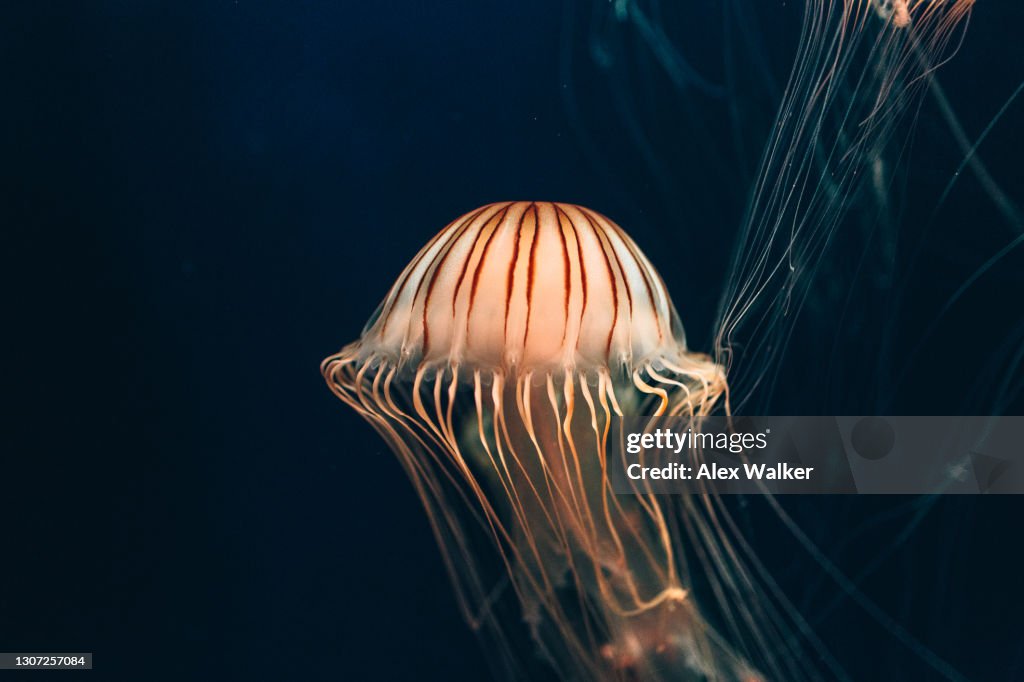 Japanese Sea Nettle Jellyfish