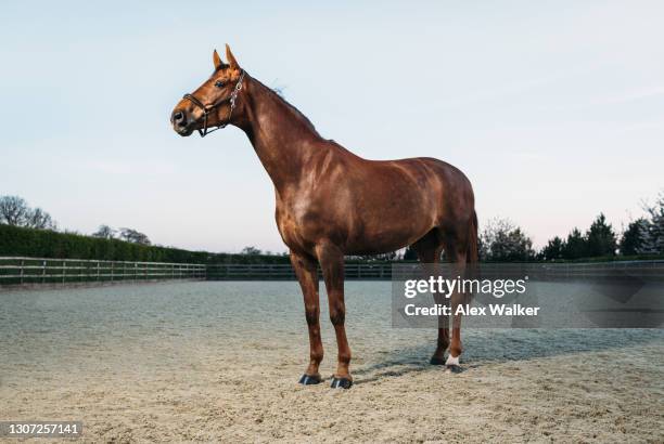 thoroughbred stallion horse standing majestically in rural scene. - engelse volbloed (paard) stockfoto's en -beelden