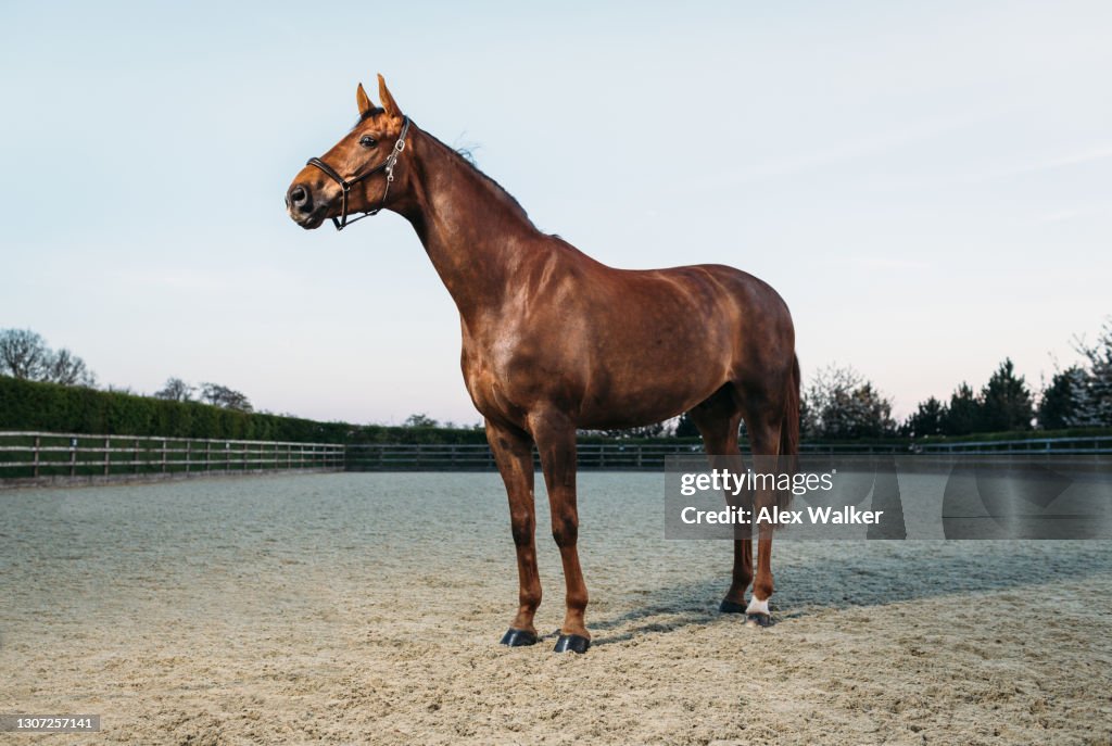 Thoroughbred Stallion Horse standing majestically in rural scene.