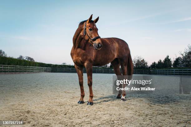 thoroughbred stallion horse standing majestically in rural scene. - purebred stock pictures, royalty-free photos & images