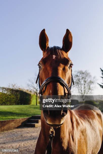9 842点の馬 正面のストックフォト Getty Images 9 842点の馬 正面のストックフォト Getty Images