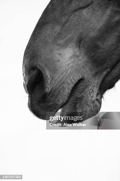 close up of thoroughbred stallion horse mouth - portrait hobby freizeit reiten stock-fotos und bilder