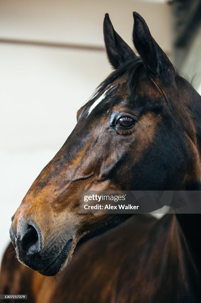 Side profile of a Thoroughbred Stallion Horse