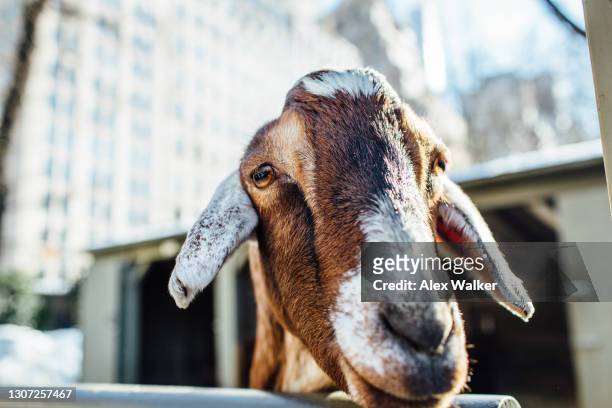 brown goat looking at inquisitively at camera - schneeziege stock-fotos und bilder