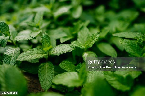 aromatic spearmint growing in field - pfefferminz stock-fotos und bilder