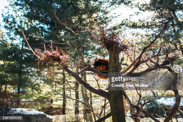 red panda in treetop - red panda stock pictures, royalty-free photos & images