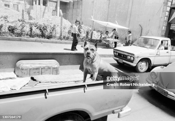 Pit bull dog stands in the back of a pickup truck in San Salvador, El Salvador, September 29, 1983. At the time, the country was engaged in a...
