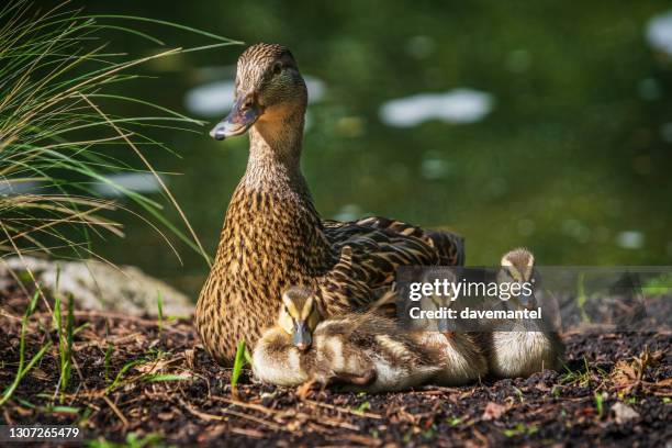 mutter ente mit entenküken - mallard duck stock-fotos und bilder