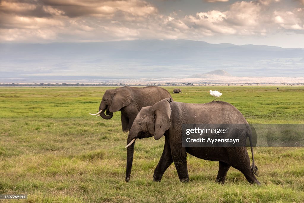 African Elephants at wild with Cattle Egret