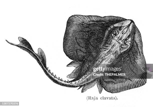 78 Ilustraciones de Manta Ray - Getty Images 78 Ilustraciones de Manta Ray - Getty Images