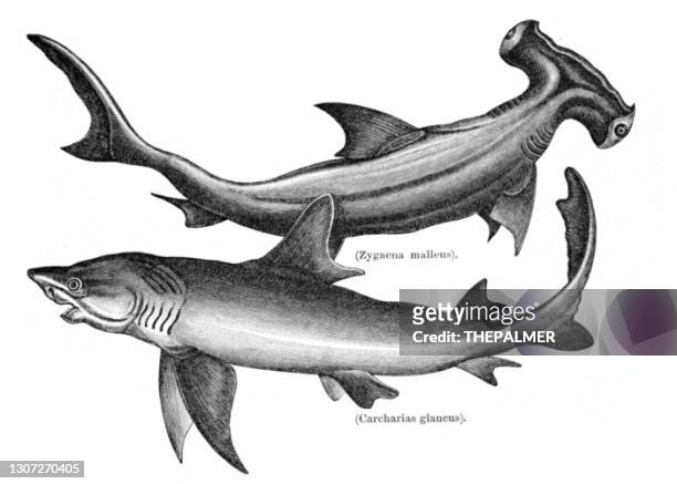 hammerhai und sand tigerhai gravur 1897 - tiger shark stock-grafiken, -clipart, -cartoons und -symbole