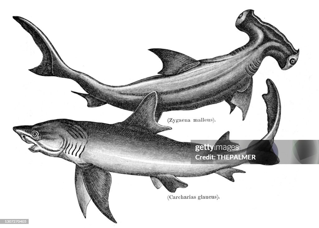 Hammerhead and sand tiger shark engraving 1897