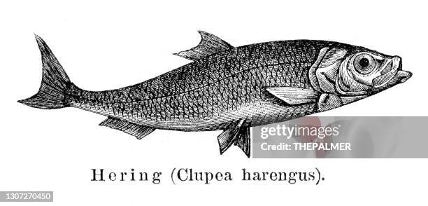 herring fish engraving 1897 - herring stock illustrations