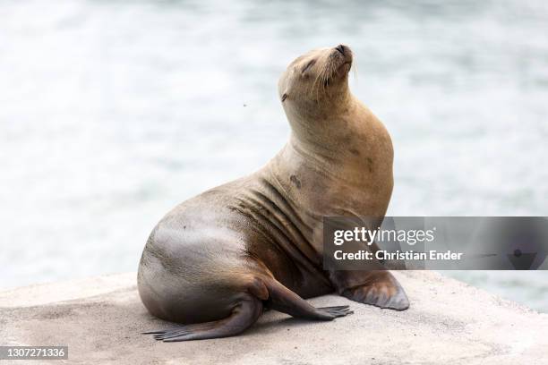 Galapagos Sea Lion stand in Santa Cruz Island, on February 18 in Galapagos, Ecuador. The Santa Cruz Island is one of the largest islands of...