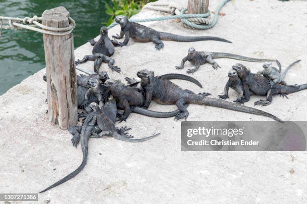 Group of Marine Iguanas stand at a dock in Santa Cruz Island on February 18 in Galapagos, Ecuador. These animals are part of the Iguanidae family,...