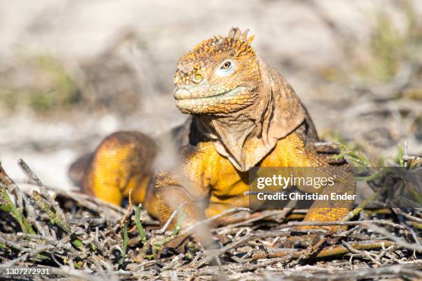 Land Iguana stands in North Seymour Island on February 20 in Galapagos, Ecuador. This is a species of lizard in the Iguanidae family only found in...