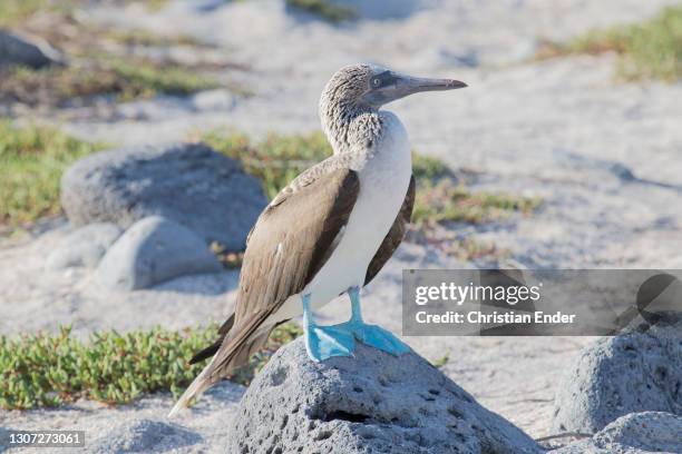 Blue-Footed Booby stands on a rock at the beach in North Seymour Island on February 20 in Galapagos, Ecuador. The Blue-Footed Booby is a marine bird...