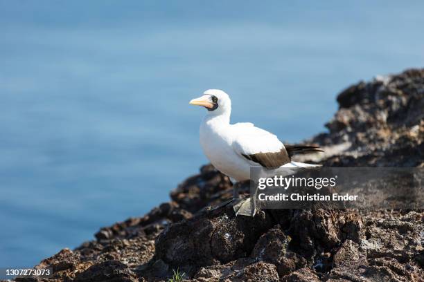 Nazca Booby stands on a rock close to the sea in Genovesa Island on February 21 in Galapagos, Ecuador. This is a large seabird of the booby family,...