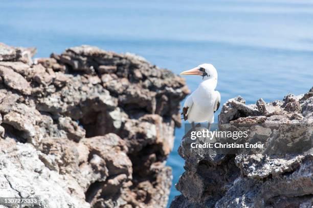 Nazca Booby stands on a cliff in front of the sea in Genovesa Island on February 21 in Galapagos, Ecuador. This is a large seabird of the booby...