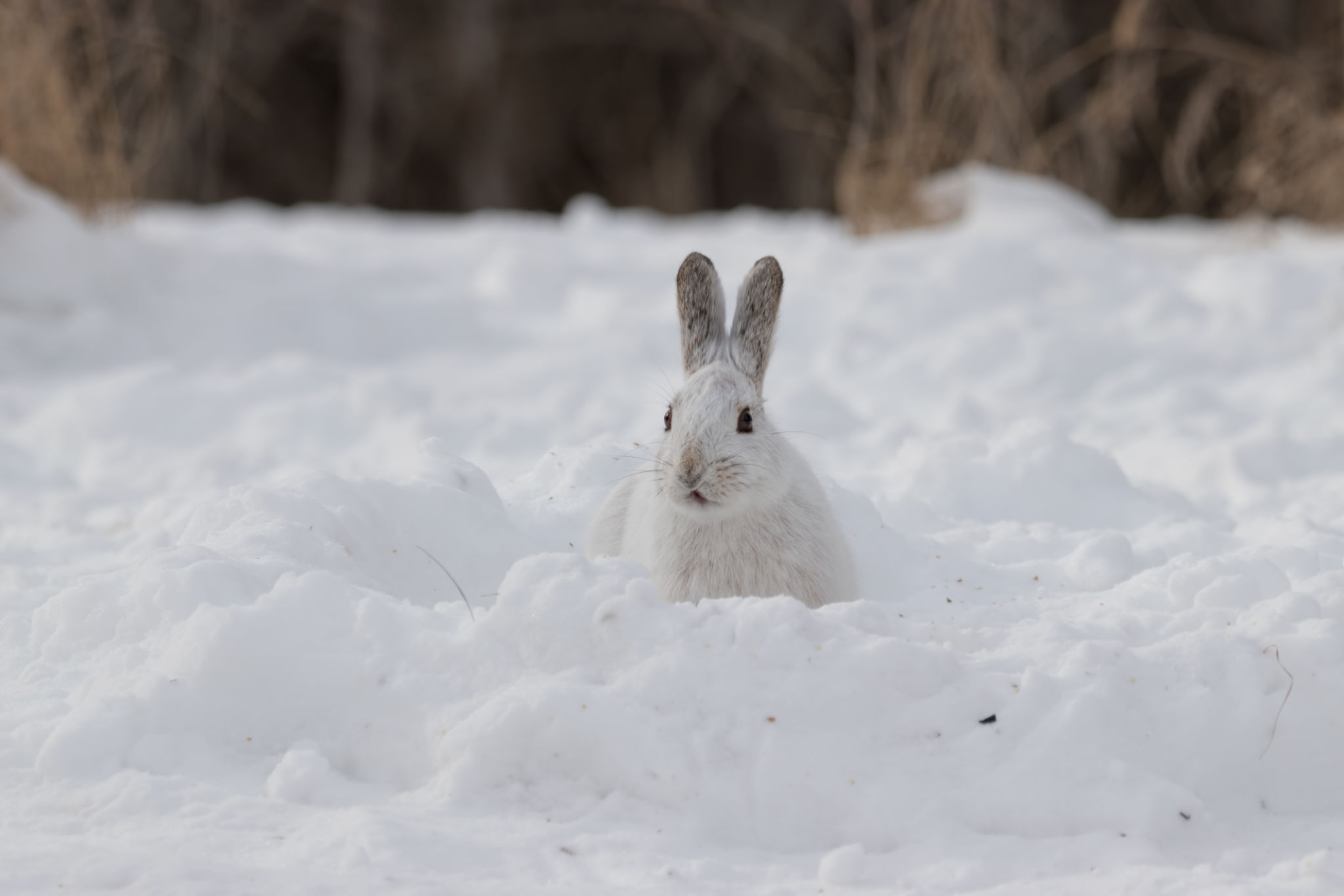 seasonal adaptation