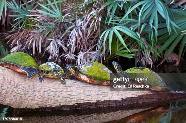 florida red-bellied cooters (pseudemys nelsoni) basking on a log, florida wetland - florida red bellied cooter stock pictures, royalty-free photos & images