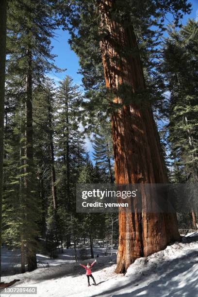 hiker and giant sequoia tree in yosemite - mariposa stock pictures, royalty-free photos & images
