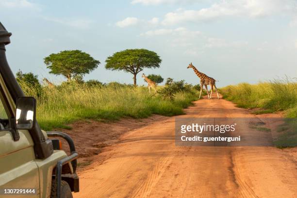 safari car is waiting for crossing elephants - uganda stock pictures, royalty-free photos & images