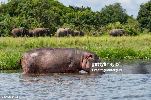 hippopotamus (hippopotamus amphibius) at nile river, uganda - hipopotamo imagens e fotografias de stock