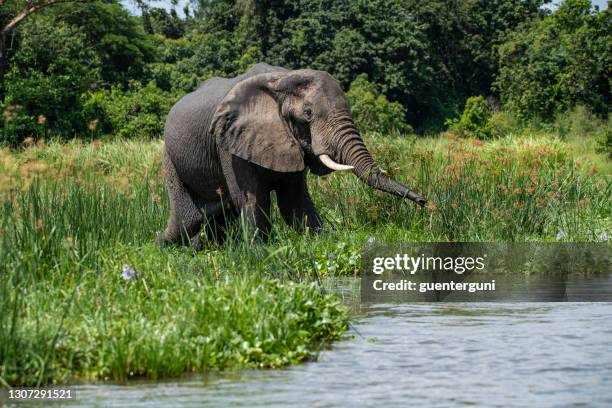 éléphant d’afrique (loxodonta africana) au bord du nil, ugana - elephant trunk drink photos et images de collection
