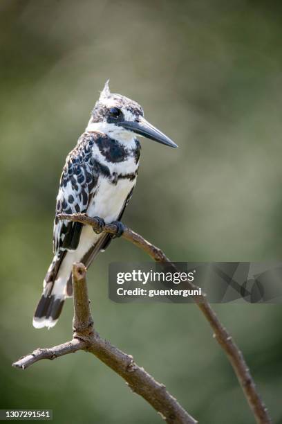 pied kingfisher (ceryle rudis) at the nile river, uganda - pied kingfisher ceryle rudis stock pictures, royalty-free photos & images