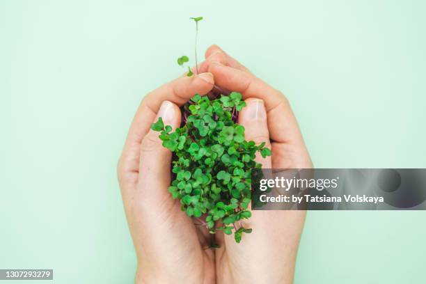 soft green background with female hands holding microgreens - sojabohnensprosse stock-fotos und bilder