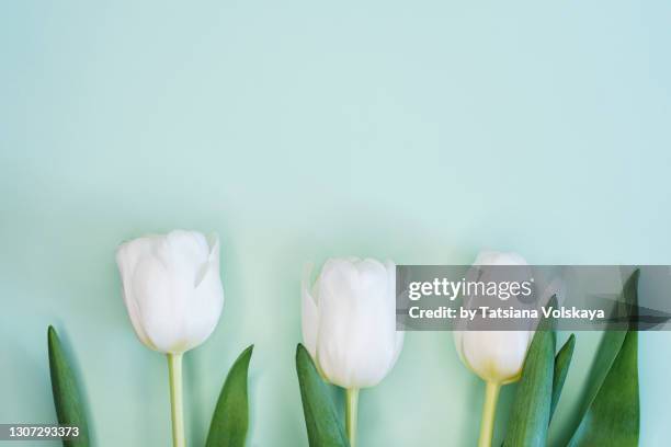 soft blue colour background with white tulips - spring flat lay stock pictures, royalty-free photos & images