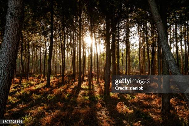 pine trees and ferns against the light. - pine woodland stock pictures, royalty-free photos & images