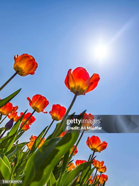 tulips in spring - holland michigan stock pictures, royalty-free photos & images