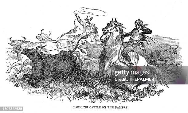 lassoing cattle on the pampas 1867 - argentina gaucho stock illustrations