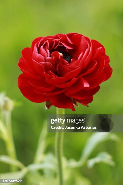 ranunculus - ranunculus stock pictures, royalty-free photos & images