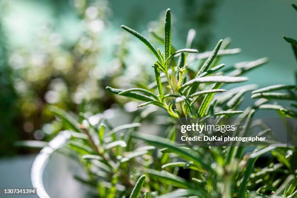 rosemary - rosmarin bildbanksfoton och bilder