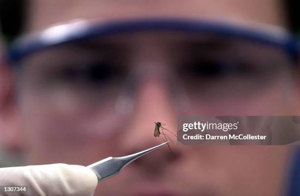 Bacteriologist Erik Devereaux holds a mosquito that he will check for the West Nile Virus July 28, 2000 at the State Lab in Boston, MA. A man from...