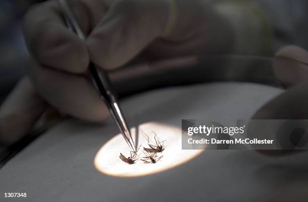 Bacteriologist Erik Devereaux tests mosquitos for the West Nile Virus July 28, 2000 at the State Lab in Boston, MA. Officials say a dead crow found...