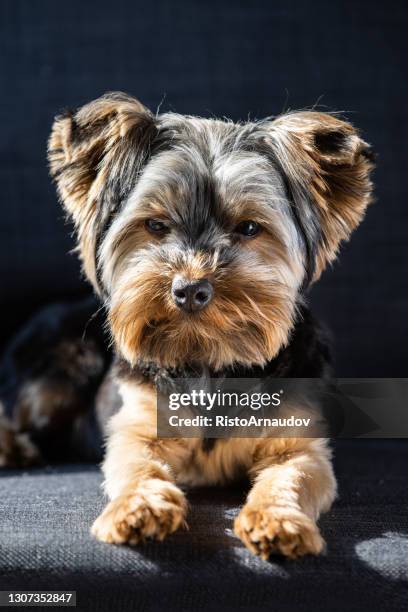 yorkshire terrier dog - maroon hair stock pictures, royalty-free photos & images