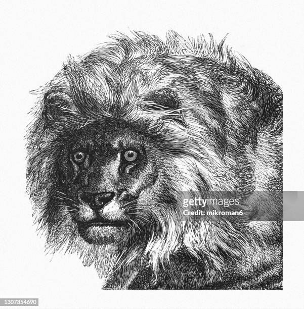 old engraved illustration of the gambian lion (felis leo gambianus) - carnivorous animal. - lion white background imagens e fotografias de stock