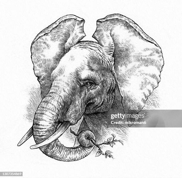 old engraved illustration of elephant - elephant face stock-fotos und bilder