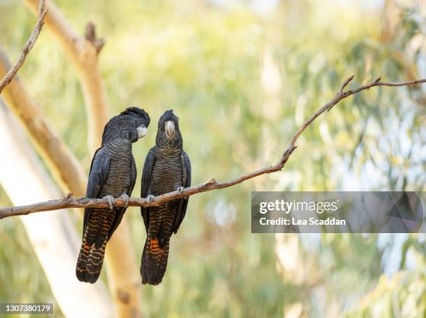 red-tailed black-cockatoos - cacatúa fotografías e imágenes de stock