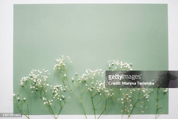 gypsophila twigs on a green background. - wedding flowers stock pictures, royalty-free photos & images