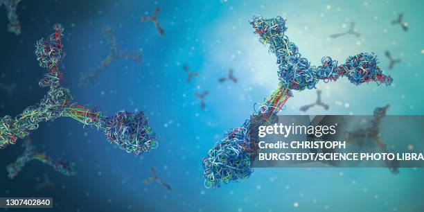 antibodies, illustration - antibody molecule stock-fotos und bilder