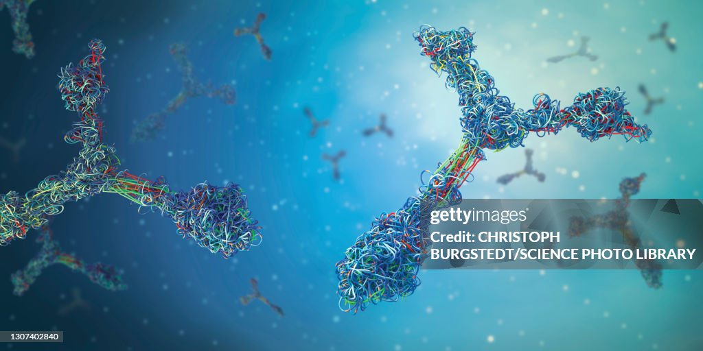 Antibodies, illustration
